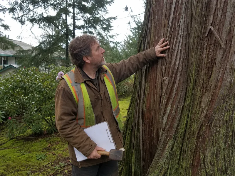 Arborist Tacoma WA inspecting a western red cedar trunk