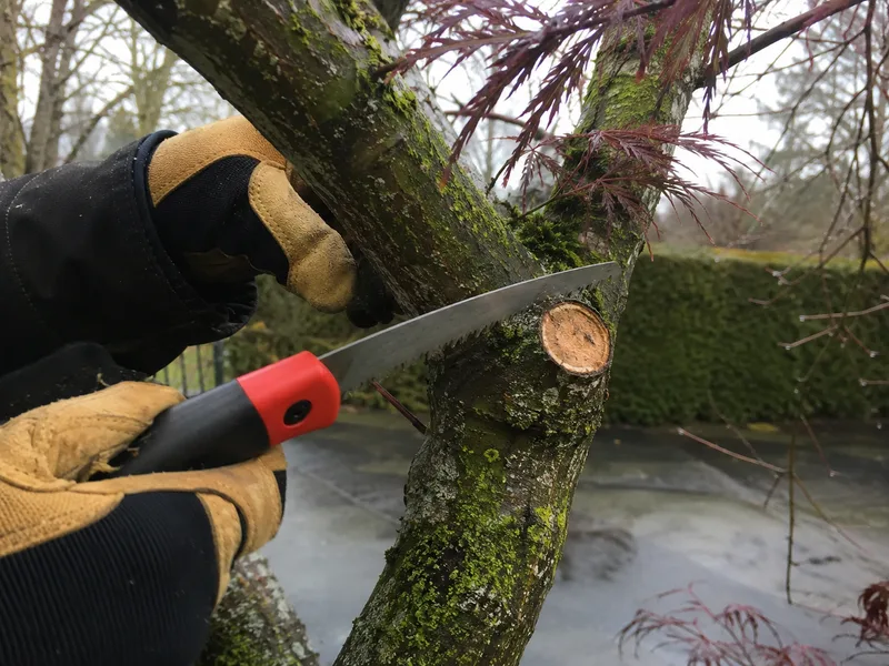 Tree pruning Tacoma, arborist making collar cut on ornamental maple