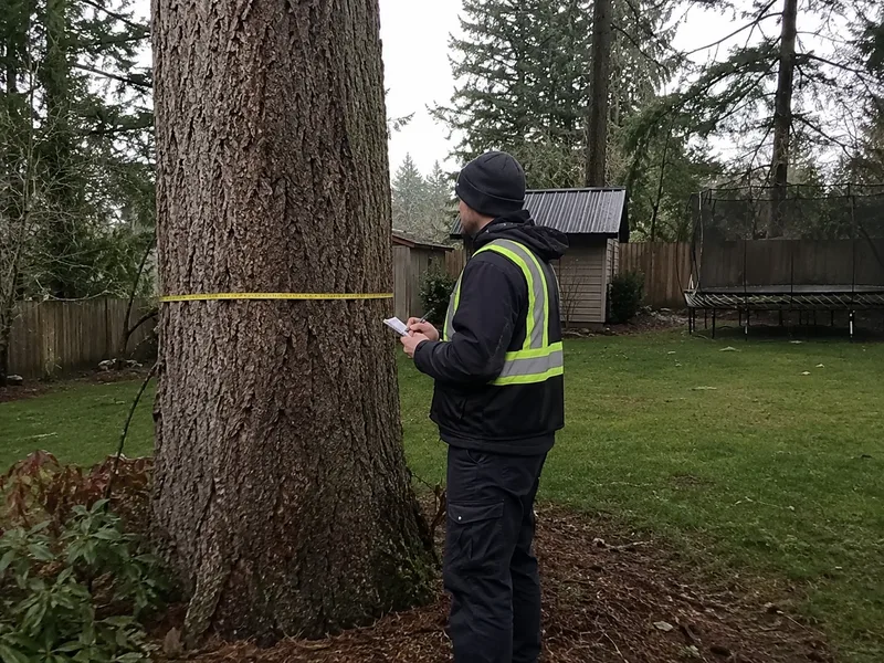 Tree removal cost Tacoma, estimator measuring fir trunk diameter with tape