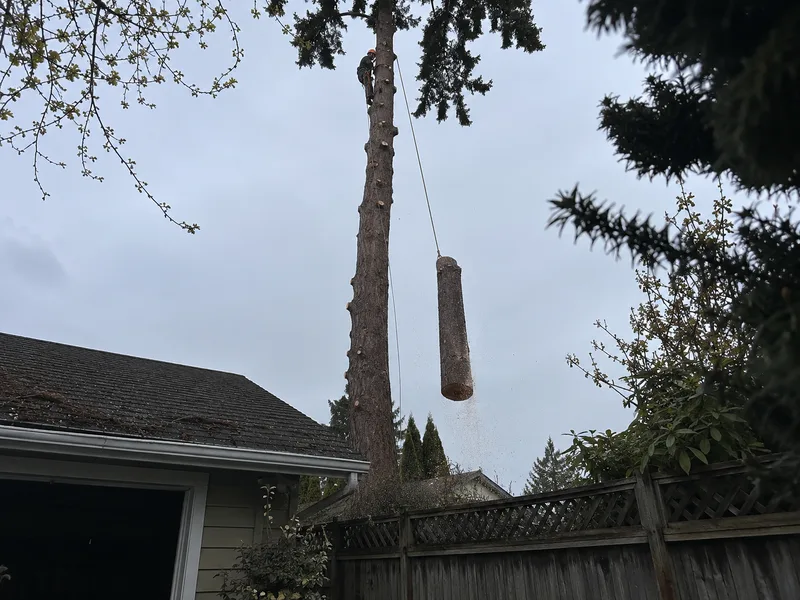 Tree removal Tacoma, climber rigging down fir sections over a garage