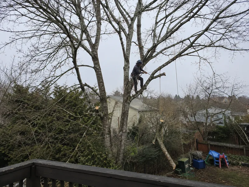 Tree trimming Tacoma WA, climber thinning a bigleaf maple canopy